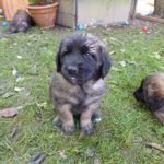 Amanda Magic, Lila Halsband